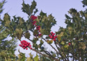 Ilex aquifolium